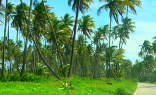 Plantaže kokosa